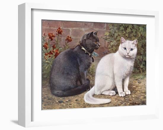 Blue, White Shorthairs-W. Luker-Framed Art Print