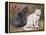 Blue, White Shorthairs-W. Luker-Framed Stretched Canvas