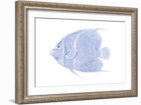 Blue & White Tropical Fish V-Vision Studio-Framed Art Print