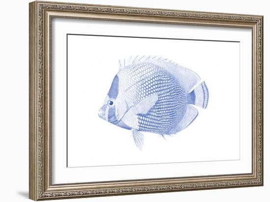 Blue & White Tropical Fish VI-Vision Studio-Framed Art Print