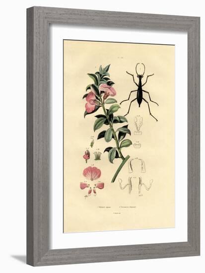 Blue Wild Indigo, 1833-39-null-Framed Giclee Print