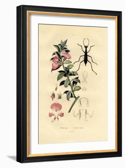 Blue Wild Indigo, 1833-39-null-Framed Giclee Print