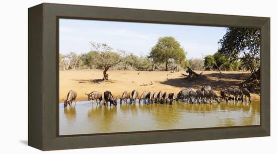 Blue wildebeest and Plains zebra , Mkhuze Game Reserve, Kwazulu-Natal, South Africa, Africa-Christian Kober-Framed Premier Image Canvas