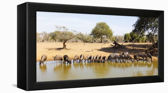 Blue wildebeest and Plains zebra , Mkhuze Game Reserve, Kwazulu-Natal, South Africa, Africa-Christian Kober-Framed Premier Image Canvas