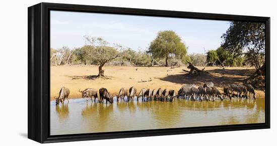 Blue wildebeest and Plains zebra , Mkhuze Game Reserve, Kwazulu-Natal, South Africa, Africa-Christian Kober-Framed Premier Image Canvas