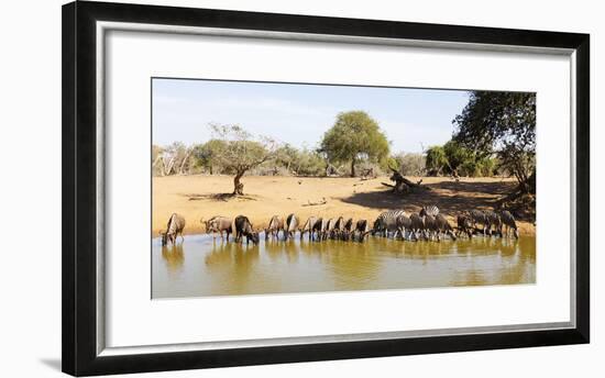 Blue wildebeest and Plains zebra , Mkhuze Game Reserve, Kwazulu-Natal, South Africa, Africa-Christian Kober-Framed Photographic Print