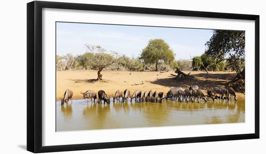 Blue wildebeest and Plains zebra , Mkhuze Game Reserve, Kwazulu-Natal, South Africa, Africa-Christian Kober-Framed Photographic Print