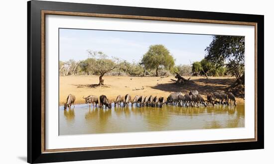 Blue wildebeest and Plains zebra , Mkhuze Game Reserve, Kwazulu-Natal, South Africa, Africa-Christian Kober-Framed Photographic Print