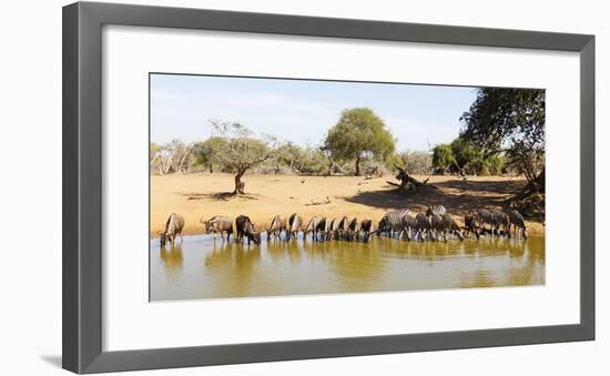 Blue wildebeest and Plains zebra , Mkhuze Game Reserve, Kwazulu-Natal, South Africa, Africa-Christian Kober-Framed Photographic Print