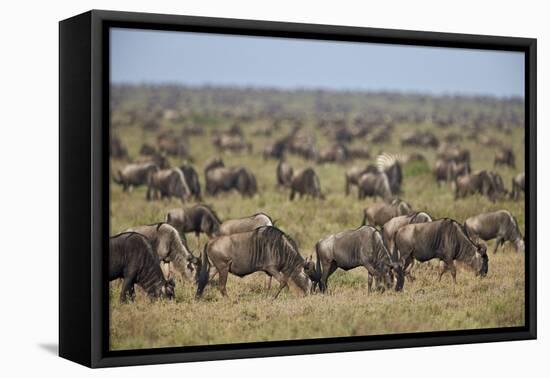 Blue Wildebeest (Brindled Gnu) (Connochaetes Taurinus) Herd-James Hager-Framed Premier Image Canvas