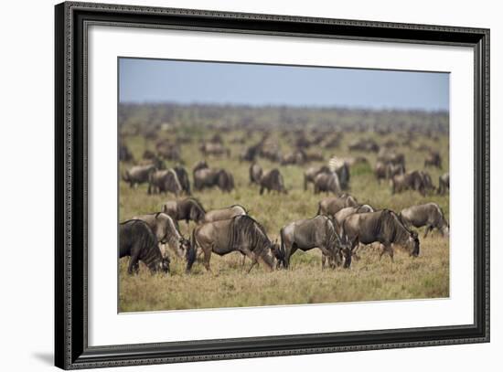 Blue Wildebeest (Brindled Gnu) (Connochaetes Taurinus) Herd-James Hager-Framed Photographic Print