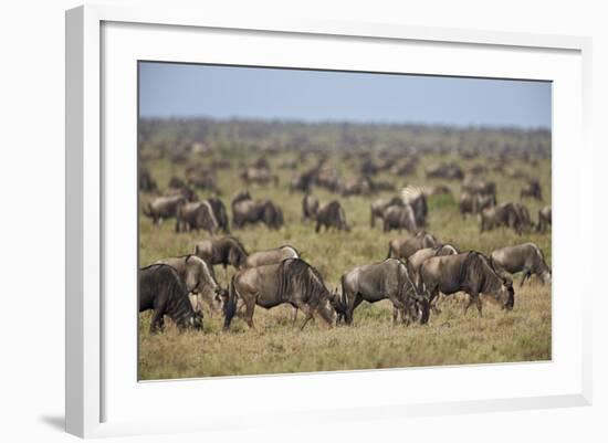 Blue Wildebeest (Brindled Gnu) (Connochaetes Taurinus) Herd-James Hager-Framed Photographic Print