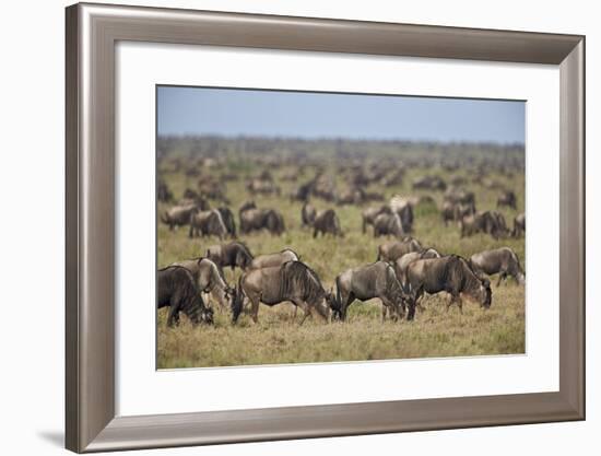 Blue Wildebeest (Brindled Gnu) (Connochaetes Taurinus) Herd-James Hager-Framed Photographic Print