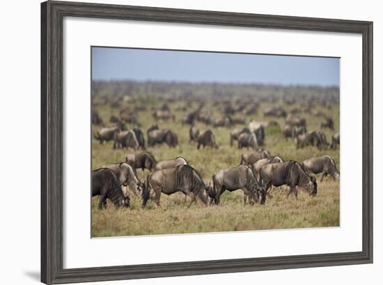 Blue Wildebeest (Brindled Gnu) (Connochaetes Taurinus) Herd-James Hager-Framed Photographic Print