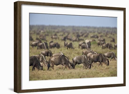 Blue Wildebeest (Brindled Gnu) (Connochaetes Taurinus) Herd-James Hager-Framed Photographic Print