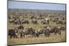 Blue Wildebeest (Brindled Gnu) (Connochaetes Taurinus) Herd-James Hager-Mounted Photographic Print