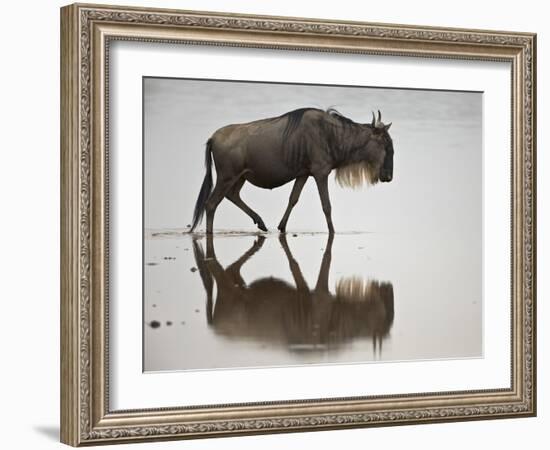 Blue Wildebeest (Brindled Gnu) (Connochaetes Taurinus) in the Water-James Hager-Framed Photographic Print