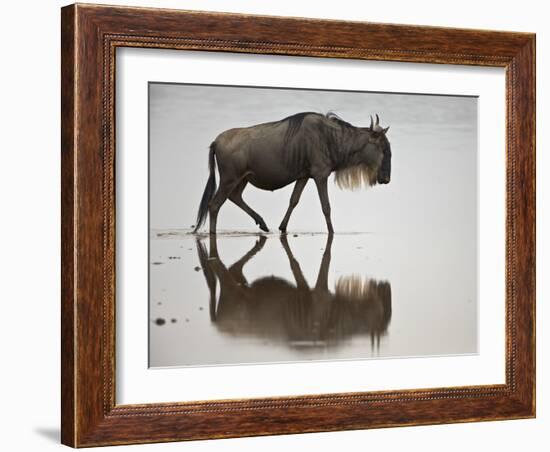 Blue Wildebeest (Brindled Gnu) (Connochaetes Taurinus) in the Water-James Hager-Framed Photographic Print