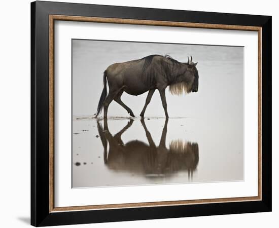 Blue Wildebeest (Brindled Gnu) (Connochaetes Taurinus) in the Water-James Hager-Framed Photographic Print