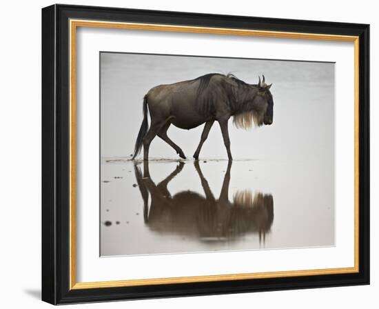 Blue Wildebeest (Brindled Gnu) (Connochaetes Taurinus) in the Water-James Hager-Framed Photographic Print