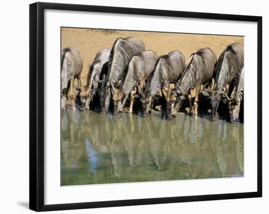 Blue Wildebeest (Connochaetes Taurinus) Drinking at Waterhole, Mkuze, South Africa, Africa-Steve & Ann Toon-Framed Photographic Print