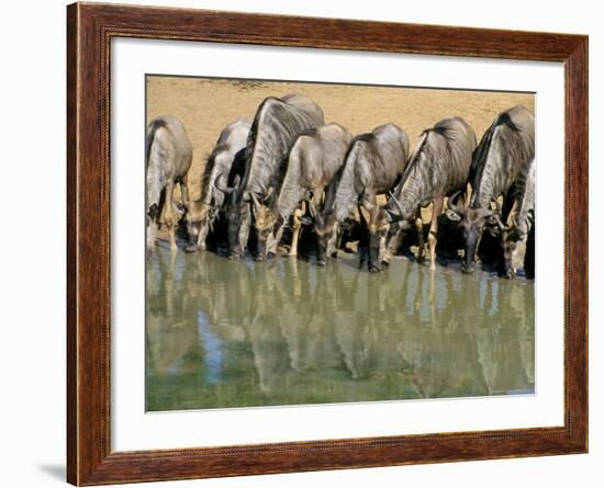 Blue Wildebeest (Connochaetes Taurinus) Drinking at Waterhole, Mkuze, South Africa, Africa-Steve & Ann Toon-Framed Photographic Print