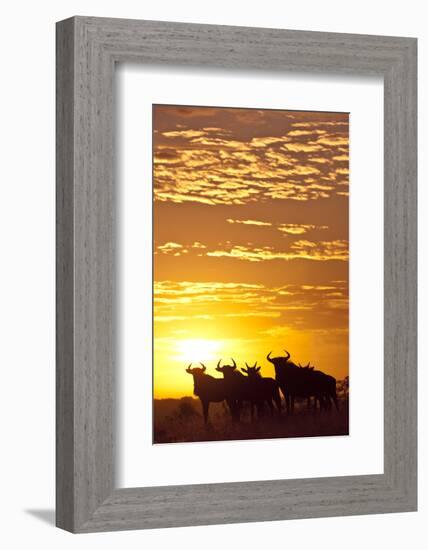 Blue Wildebeest (Connochaetes Taurinus) Herd Silhouetted Against the Rising Sun with Clouds-Wim van den Heever-Framed Photographic Print