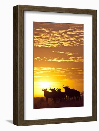 Blue Wildebeest (Connochaetes Taurinus) Herd Silhouetted Against the Rising Sun with Clouds-Wim van den Heever-Framed Photographic Print