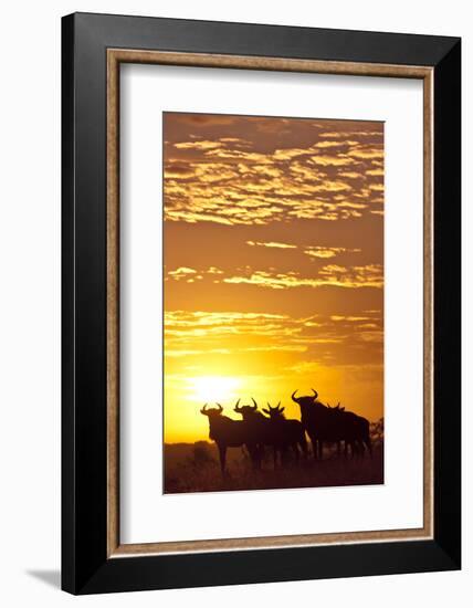 Blue Wildebeest (Connochaetes Taurinus) Herd Silhouetted Against the Rising Sun with Clouds-Wim van den Heever-Framed Photographic Print