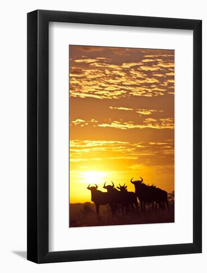 Blue Wildebeest (Connochaetes Taurinus) Herd Silhouetted Against the Rising Sun with Clouds-Wim van den Heever-Framed Photographic Print