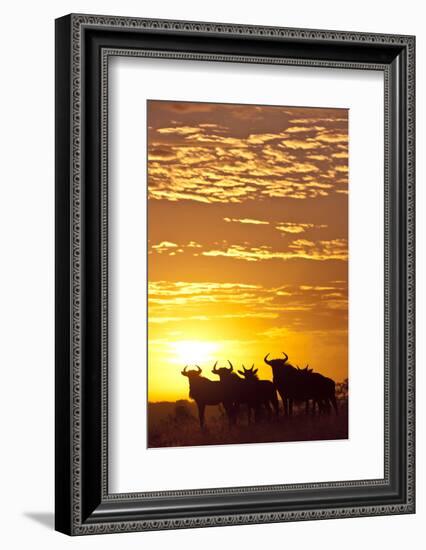 Blue Wildebeest (Connochaetes Taurinus) Herd Silhouetted Against the Rising Sun with Clouds-Wim van den Heever-Framed Photographic Print