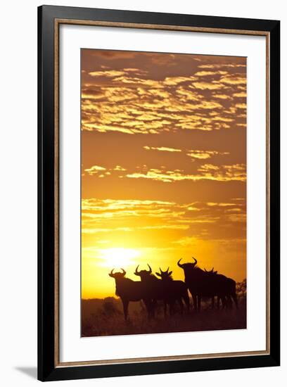 Blue Wildebeest (Connochaetes Taurinus) Herd Silhouetted Against the Rising Sun with Clouds-Wim van den Heever-Framed Photographic Print