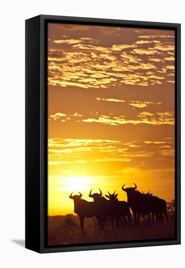 Blue Wildebeest (Connochaetes Taurinus) Herd Silhouetted Against the Rising Sun with Clouds-Wim van den Heever-Framed Premier Image Canvas