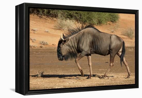 Blue wildebeest (Connochaetes taurinus), Kgalagadi Transfrontier Park, South Africa-David Wall-Framed Premier Image Canvas