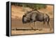 Blue wildebeest (Connochaetes taurinus), Kgalagadi Transfrontier Park, South Africa-David Wall-Framed Premier Image Canvas