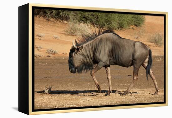 Blue wildebeest (Connochaetes taurinus), Kgalagadi Transfrontier Park, South Africa-David Wall-Framed Premier Image Canvas