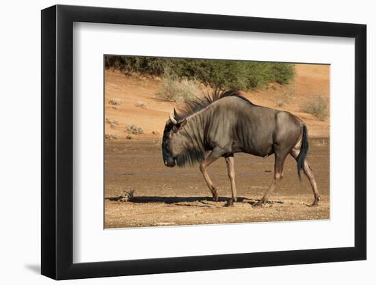 Blue wildebeest (Connochaetes taurinus), Kgalagadi Transfrontier Park, South Africa-David Wall-Framed Photographic Print