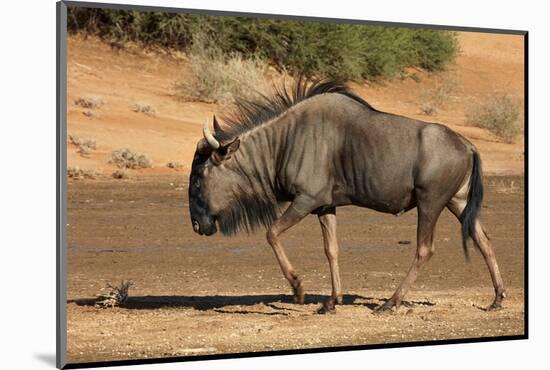 Blue wildebeest (Connochaetes taurinus), Kgalagadi Transfrontier Park, South Africa-David Wall-Mounted Photographic Print