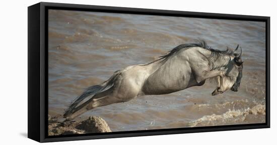 Blue Wildebeest (Connochaetes Taurinus) Leaping into Mara River, Masai Mara, Kenya-Wim van den Heever-Framed Premier Image Canvas