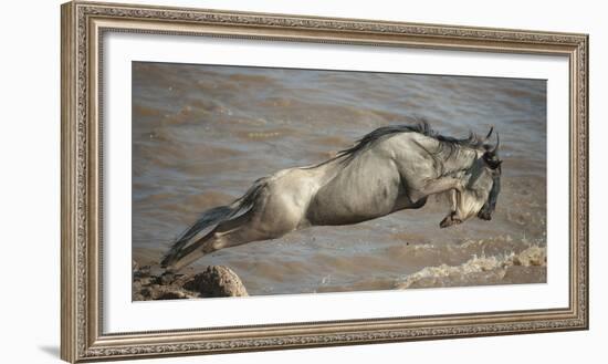 Blue Wildebeest (Connochaetes Taurinus) Leaping into Mara River, Masai Mara, Kenya-Wim van den Heever-Framed Photographic Print