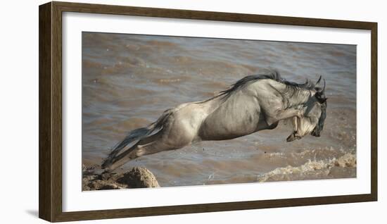 Blue Wildebeest (Connochaetes Taurinus) Leaping into Mara River, Masai Mara, Kenya-Wim van den Heever-Framed Photographic Print