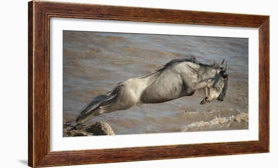 Blue Wildebeest (Connochaetes Taurinus) Leaping into Mara River, Masai Mara, Kenya-Wim van den Heever-Framed Photographic Print