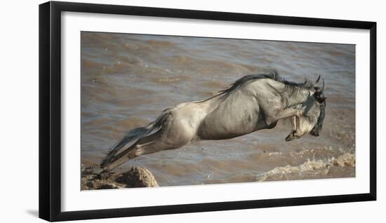 Blue Wildebeest (Connochaetes Taurinus) Leaping into Mara River, Masai Mara, Kenya-Wim van den Heever-Framed Photographic Print