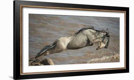 Blue Wildebeest (Connochaetes Taurinus) Leaping into Mara River, Masai Mara, Kenya-Wim van den Heever-Framed Photographic Print