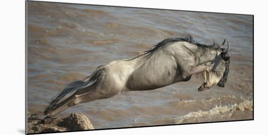 Blue Wildebeest (Connochaetes Taurinus) Leaping into Mara River, Masai Mara, Kenya-Wim van den Heever-Mounted Photographic Print