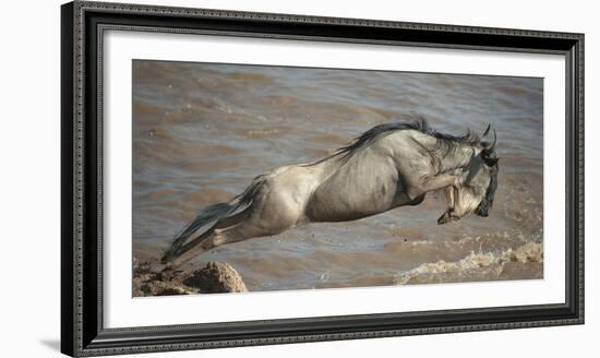 Blue Wildebeest (Connochaetes Taurinus) Leaping into Mara River, Masai Mara, Kenya-Wim van den Heever-Framed Photographic Print