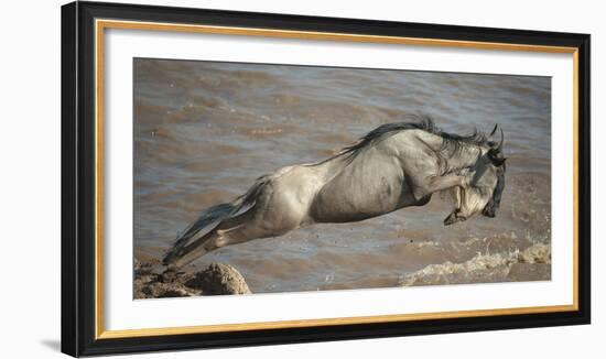 Blue Wildebeest (Connochaetes Taurinus) Leaping into Mara River, Masai Mara, Kenya-Wim van den Heever-Framed Photographic Print