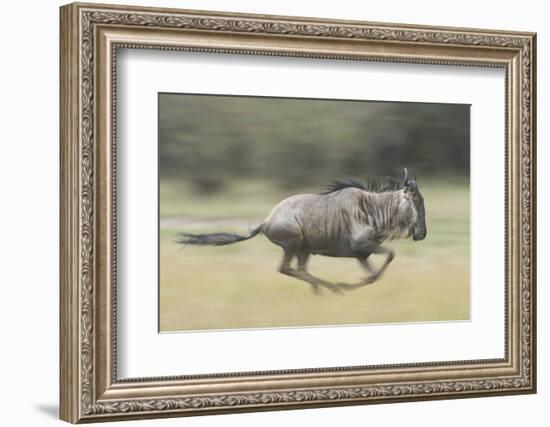 Blue Wildebeest (Connochaetes Taurinus) Running, Masai Mara, Kenya-Wim van den Heever-Framed Photographic Print