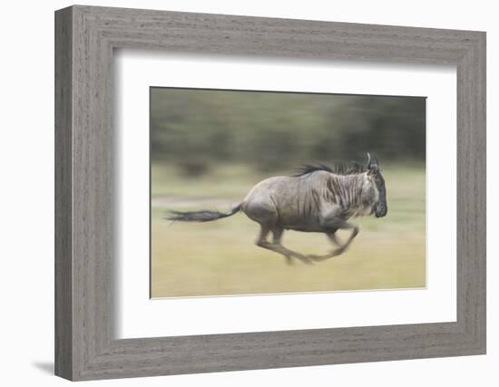 Blue Wildebeest (Connochaetes Taurinus) Running, Masai Mara, Kenya-Wim van den Heever-Framed Photographic Print