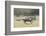 Blue Wildebeest (Connochaetes Taurinus) Running, Masai Mara, Kenya-Wim van den Heever-Framed Photographic Print